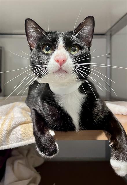 Shelter Stray Male Cat last seen Near BLOCK 21ST AVE BTWN SANTIAGO AND RIVERA, 1419 Bryant St, San Francisco, CA 94103, USA