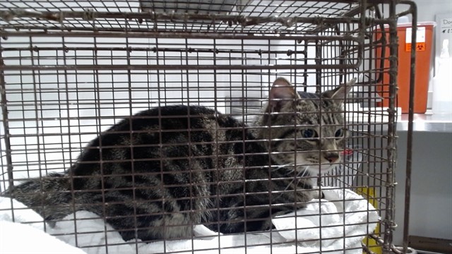 Shelter Stray Male Cat last seen EXCELSIOR / BRAZIL, 1419 Bryant St, San Francisco, CA 94103, USA