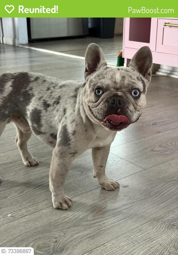 Reunited Male Dog last seen Western/59th, Los Angeles, CA 90047