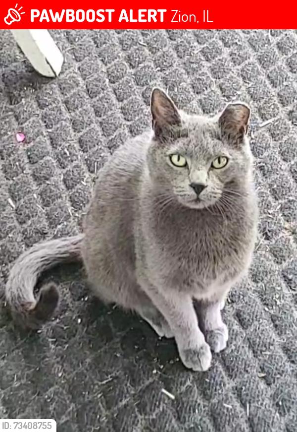 Lost Female Cat last seen Barnhart Ct and Bethesda, Zion, IL 60099