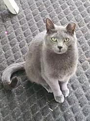 Lost Female Cat last seen Barnhart Ct and Bethesda, Zion, IL 60099