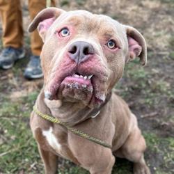 Shelter Stray Male Dog last seen Near, 5001 E Raymond St, Indianapolis, IN 46203, USA