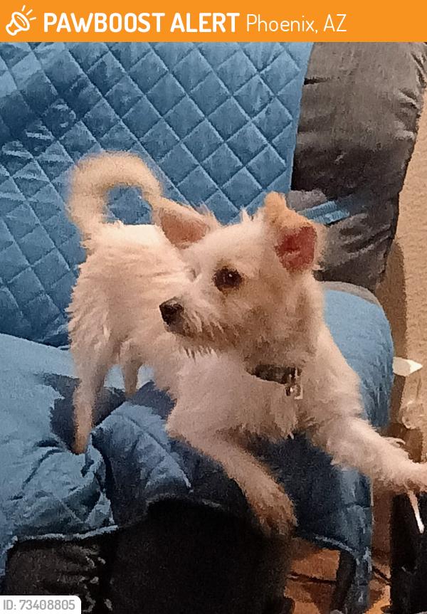 Found/Stray Male Dog last seen N 23rd Ave. and W Citrus Way Phoenix AZ, Phoenix, AZ 85015