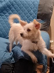 Found/Stray Male Dog last seen N 23rd Ave. and W Citrus Way Phoenix AZ, Phoenix, AZ 85015