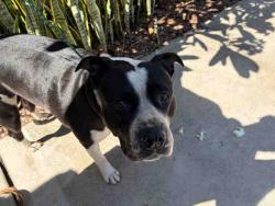 Shelter Stray Female Dog last seen , 5821 Sweetwater Rd, Bonita, CA 91902, USA