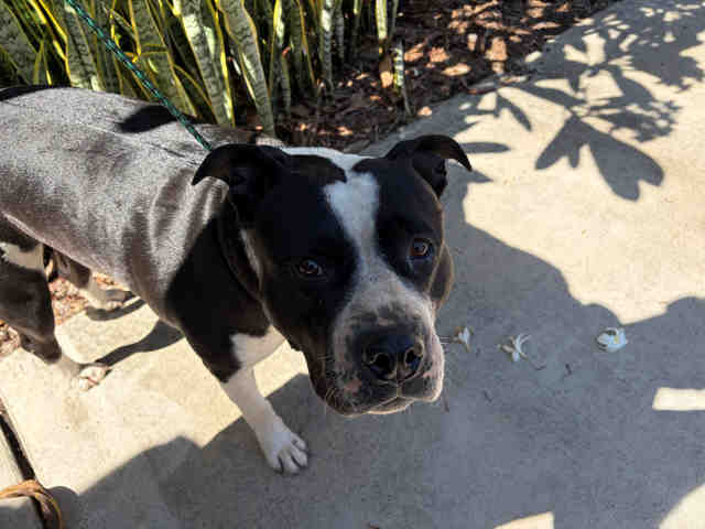 Shelter Stray Female Dog last seen , 5821 Sweetwater Rd, Bonita, CA 91902, USA