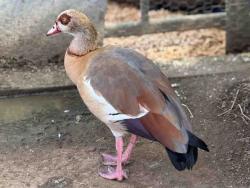 Shelter Stray Unknown Bird last seen , 5821 Sweetwater Rd, Bonita, CA 91902, USA