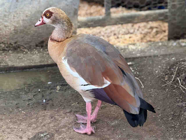 Shelter Stray Unknown Bird last seen , 5821 Sweetwater Rd, Bonita, CA 91902, USA