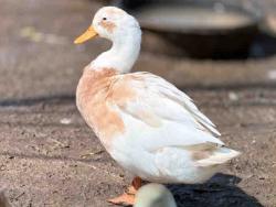 Shelter Stray Male Bird last seen , 5821 Sweetwater Rd, Bonita, CA 91902, USA