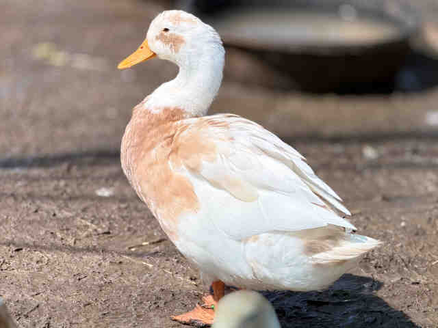 Shelter Stray Male Bird last seen , 5821 Sweetwater Rd, Bonita, CA 91902, USA