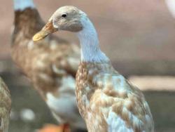 Shelter Stray Female Bird last seen , 5821 Sweetwater Rd, Bonita, CA 91902, USA