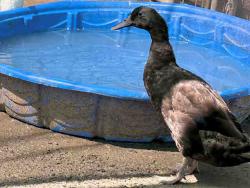 Shelter Stray Female Bird last seen , 5821 Sweetwater Rd, Bonita, CA 91902, USA
