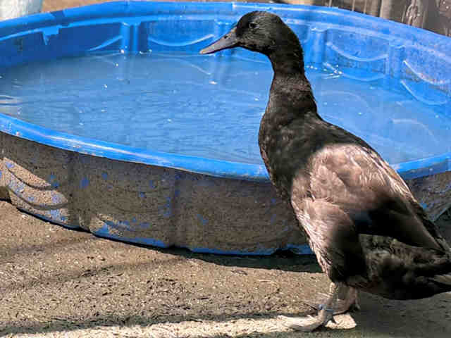 Shelter Stray Female Bird last seen , 5821 Sweetwater Rd, Bonita, CA 91902, USA