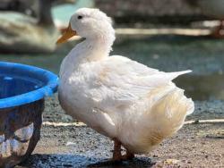 Shelter Stray Female Bird last seen , 5821 Sweetwater Rd, Bonita, CA 91902, USA