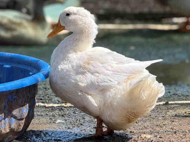 Shelter Stray Female Bird last seen , 5821 Sweetwater Rd, Bonita, CA 91902, USA