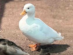 Shelter Stray Male Bird last seen , 5821 Sweetwater Rd, Bonita, CA 91902, USA