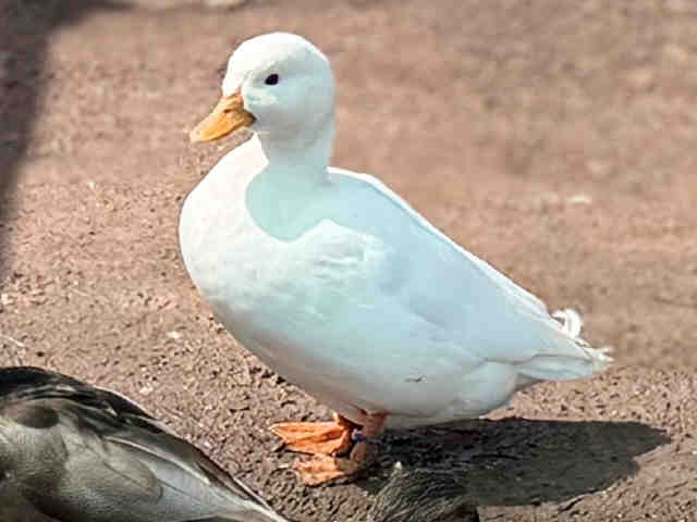 Shelter Stray Male Bird last seen , 5821 Sweetwater Rd, Bonita, CA 91902, USA