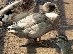 Shelter Stray Male Bird last seen , 5821 Sweetwater Rd, Bonita, CA 91902, USA