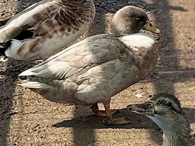 Shelter Stray Male Bird last seen , 5821 Sweetwater Rd, Bonita, CA 91902, USA