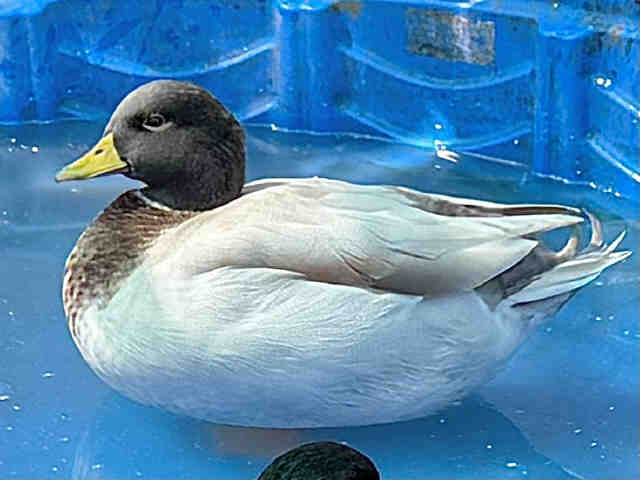 Shelter Stray Male Bird last seen , 5821 Sweetwater Rd, Bonita, CA 91902, USA