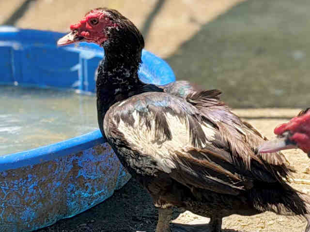 Shelter Stray Male Bird last seen , 5821 Sweetwater Rd, Bonita, CA 91902, USA