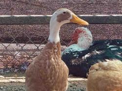 Shelter Stray Male Bird last seen , 5821 Sweetwater Rd, Bonita, CA 91902, USA