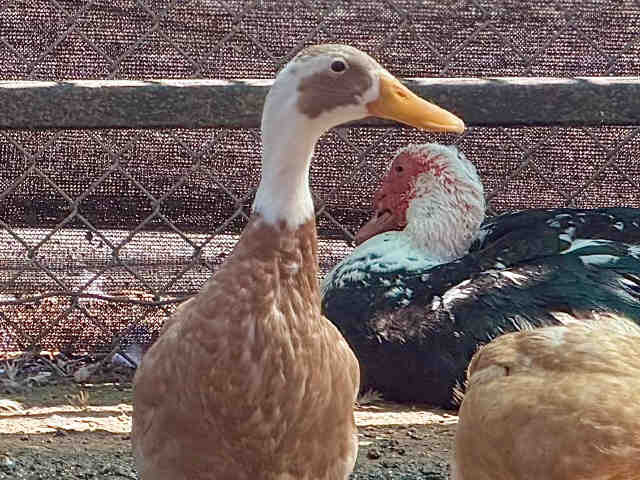 Shelter Stray Male Bird last seen , 5821 Sweetwater Rd, Bonita, CA 91902, USA