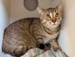 Shelter Stray Male Cat last seen , 5821 Sweetwater Rd, Bonita, CA 91902, USA