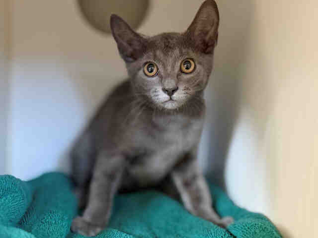 Shelter Stray Male Cat last seen SERENA RD, 5821 Sweetwater Rd, Bonita, CA 91902, USA