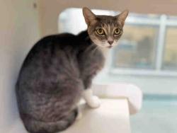 Shelter Stray Female Cat last seen SERENA RD, 5821 Sweetwater Rd, Bonita, CA 91902, USA