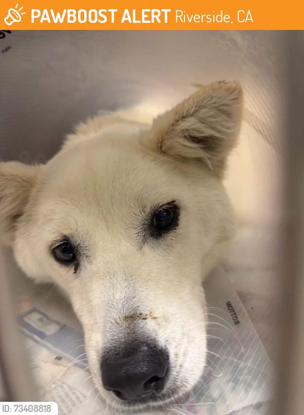 Found/Stray Female Dog last seen Van Buren and Canyon Ridge, Riverside, CA 92503