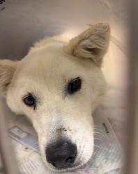 Found/Stray Female Dog last seen Van Buren and Canyon Ridge, Riverside, CA 92503