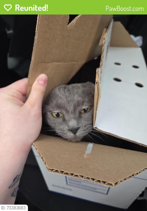 Reunited Female Cat last seen Zulu's Boardgame Cafe, Bothell, WA 98011