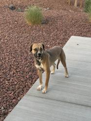 Found/Stray Female Dog last seen N litchfield road, Surprise, AZ 85379