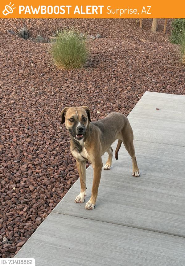 Found/Stray Female Dog last seen N litchfield road, Surprise, AZ 85379