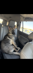 Reunited Male Dog last seen La Sierra & Gramercy, Riverside, CA 92505