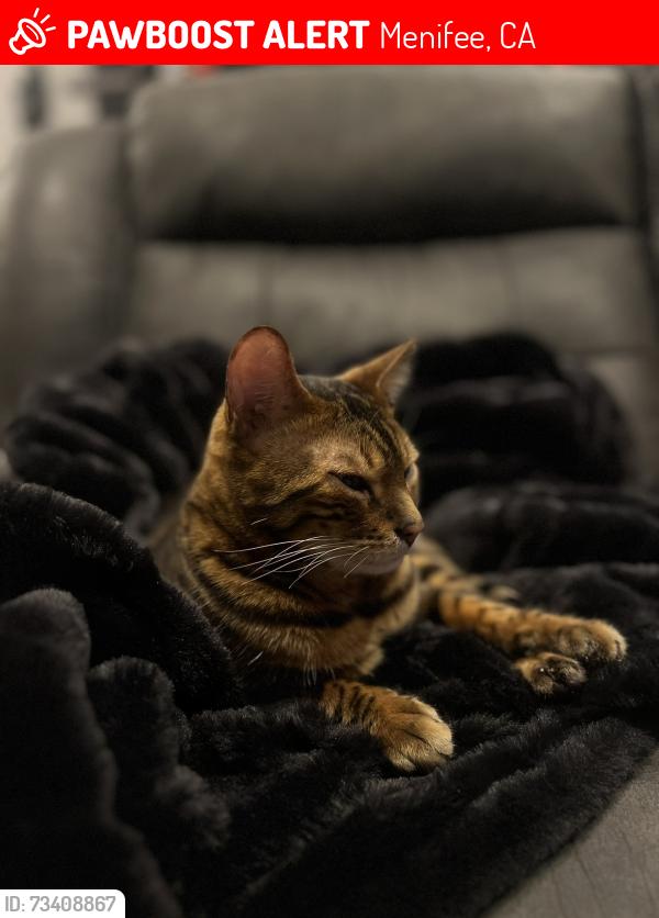 Lost Male Cat last seen hillpointe drive, Menifee, CA 92585