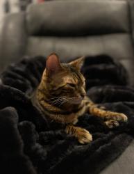 Lost Male Cat last seen hillpointe drive, Menifee, CA 92585