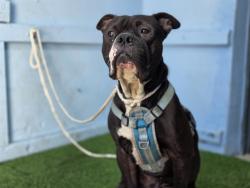 Shelter Stray Male Dog last seen , 216 W Victoria St, Gardena, CA 90248, USA