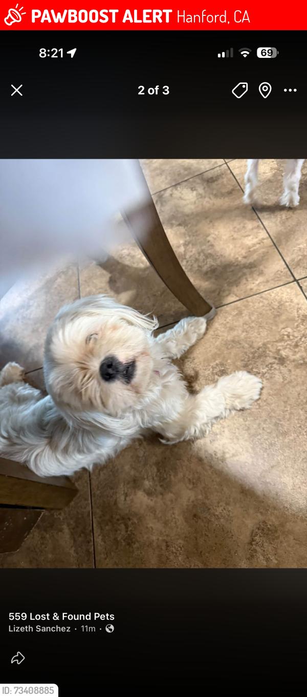 Lost Female Dog last seen Houston ave and Hume ave, Hanford, CA 93230