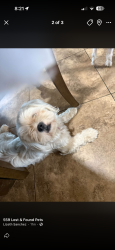 Lost Female Dog last seen Houston ave and Hume ave, Hanford, CA 93230