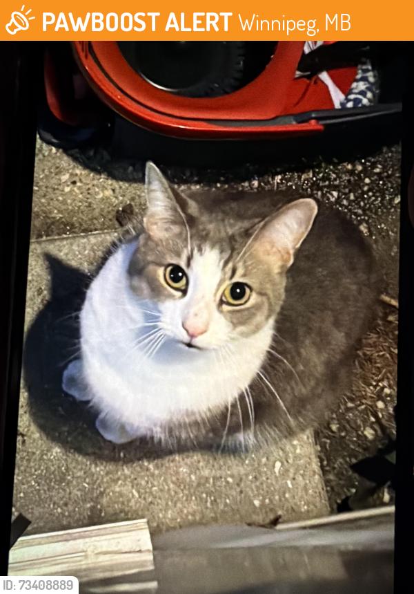 Found/Stray Male Cat last seen Wickham road Winnipeg, Winnipeg, MB 