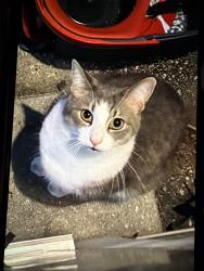 Found/Stray Male Cat last seen Wickham road Winnipeg, Winnipeg, MB 