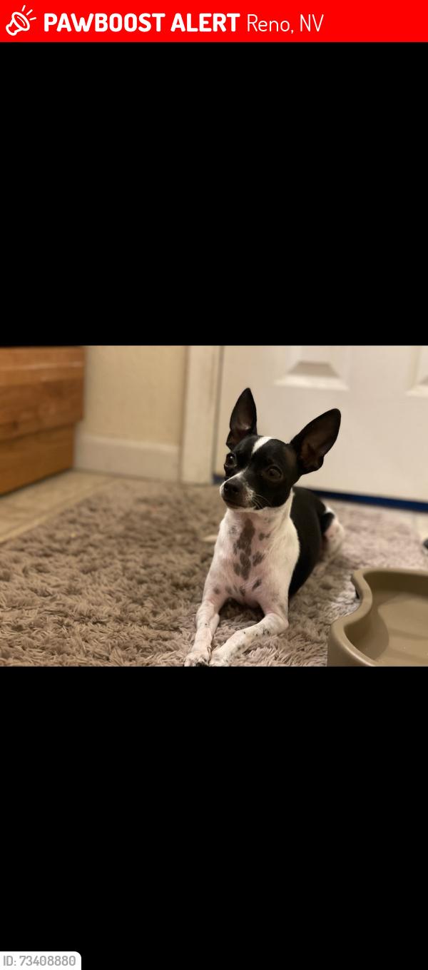 Lost Female Dog last seen reservoir, Reno, NV 89506