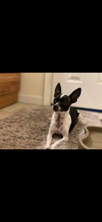 Lost Female Dog last seen reservoir, Reno, NV 89506