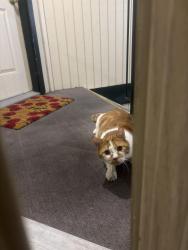 Found/Stray Unknown Cat last seen Cedar srings apmts 1, Spokane, WA 99208
