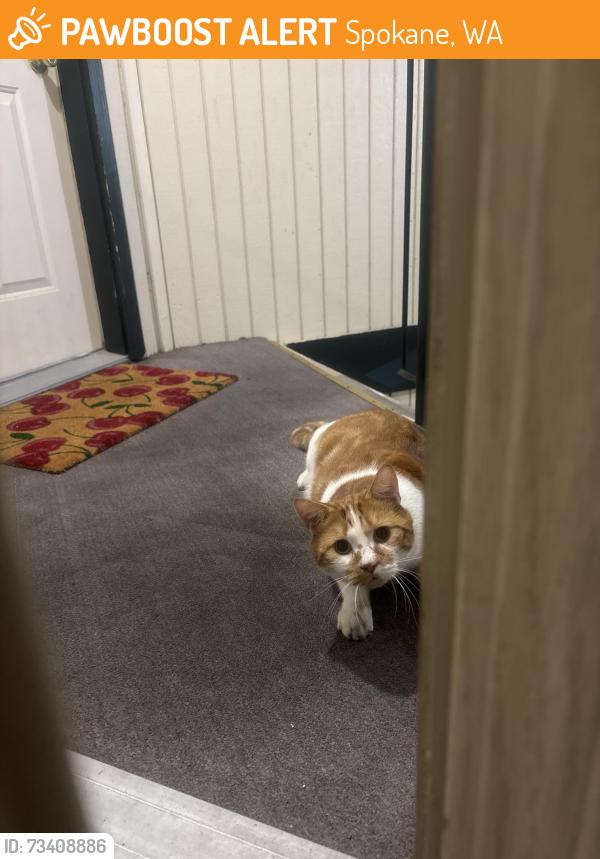 Found/Stray Unknown Cat last seen Cedar srings apmts 1, Spokane, WA 99208
