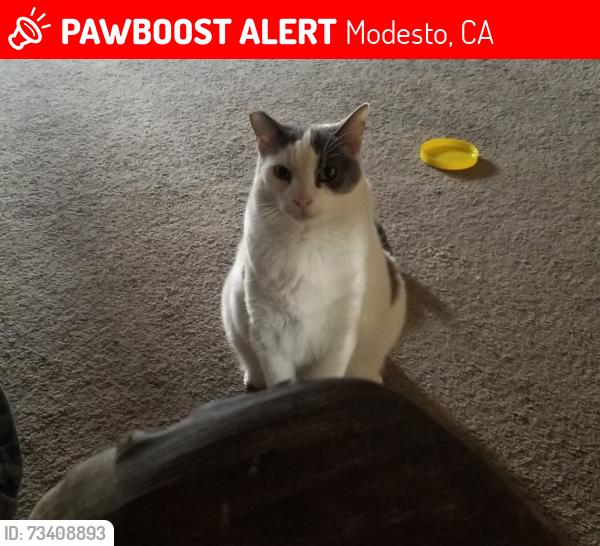 Lost Male Cat last seen Eula dr, not sure the other st., Modesto, CA 95354