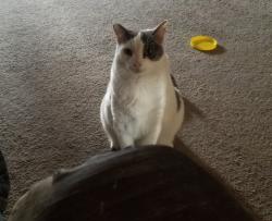 Lost Male Cat last seen Eula dr, not sure the other st., Modesto, CA 95354