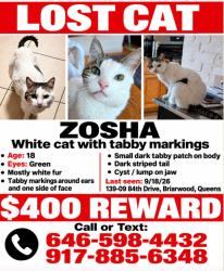 Reunited Female Cat last seen Manton st, Queens, NY 11435